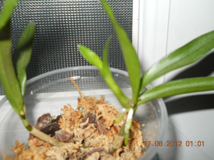 dendrobium de la Marylou