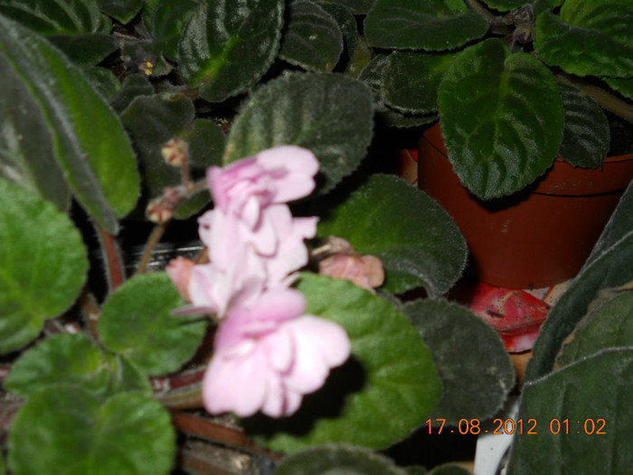16.08.2012 068 - EVOLUTIE FLORI PRIMITE