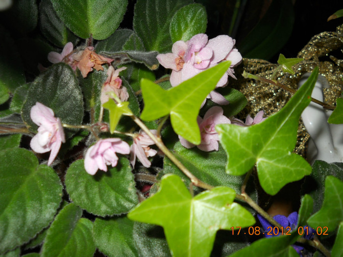 16.08.2012 069 - EVOLUTIE FLORI PRIMITE