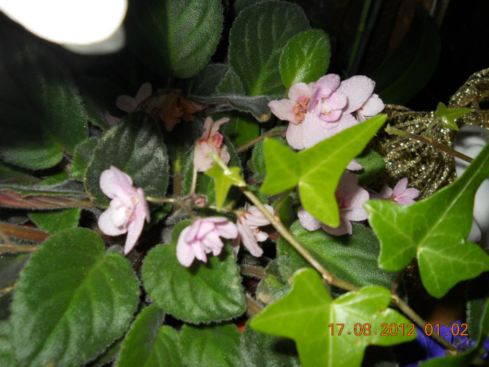 16.08.2012 070 - EVOLUTIE FLORI PRIMITE