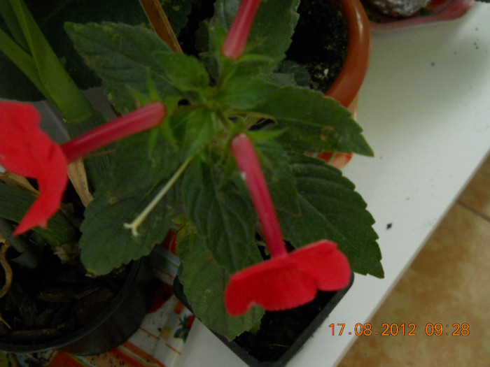16.08.2012 076 - EVOLUTIE FLORI PRIMITE