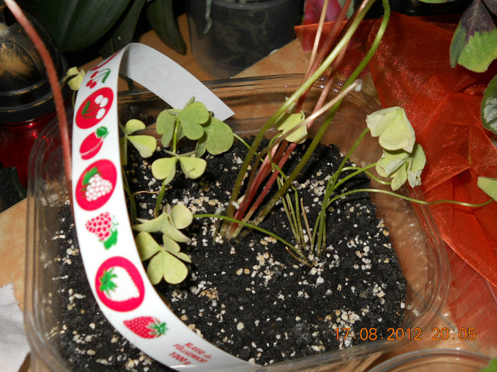oxalis de la Duduta