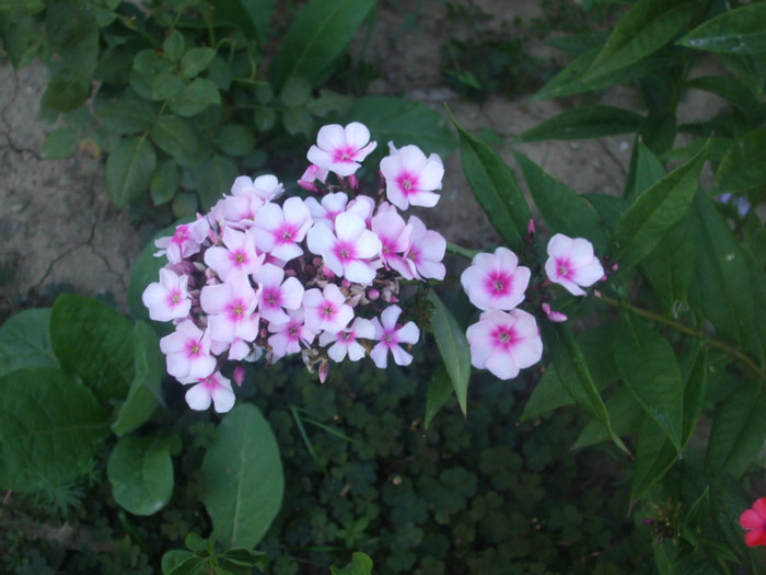 flori 2012 1009