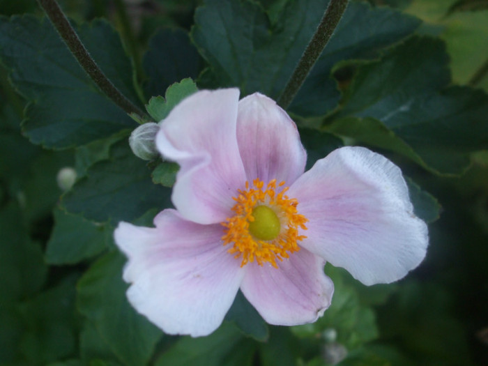 flori 2012 1014
