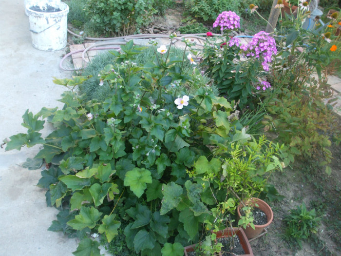 flori 2012 1032