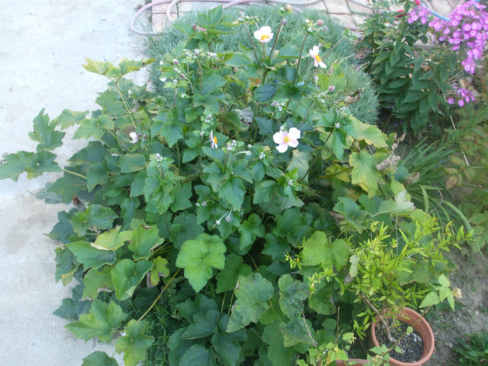 flori 2012 1033