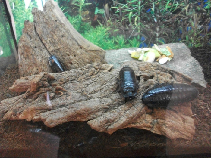 gandacul de Madagascar - Mini concediu 3