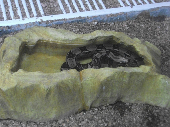 boa constrictor - Mini concediu 3