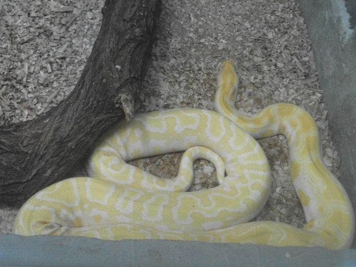 piton birmanez albinos - Mini concediu 3