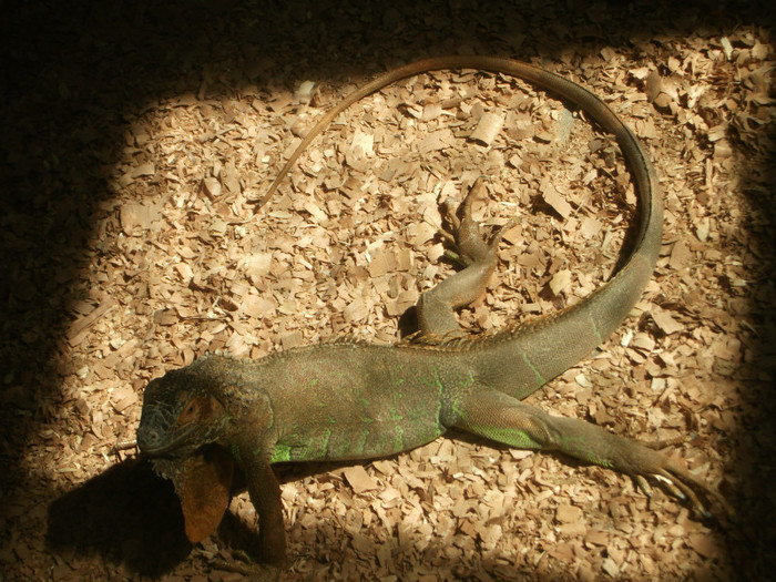 iguana verde - Mini concediu 3