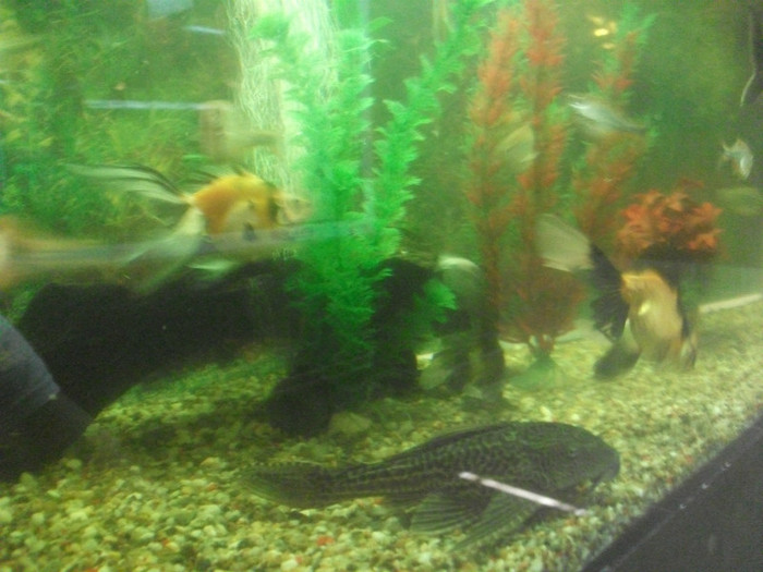 Picture 970
