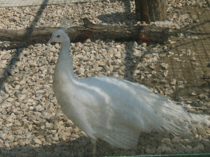 păunul alb