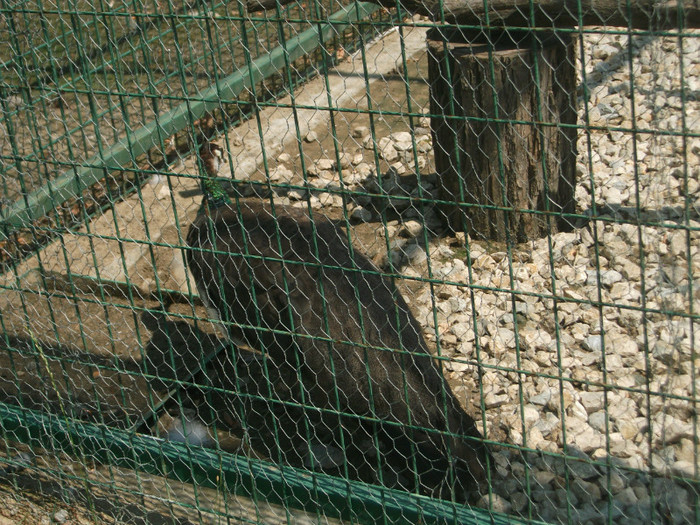 păun