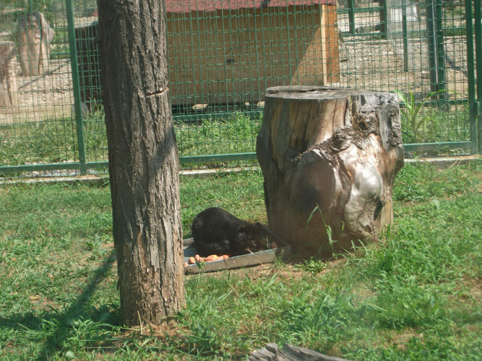 nutria