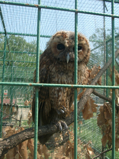 bufniţa