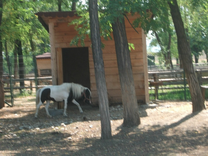 poneiul