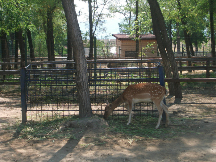 căprioara