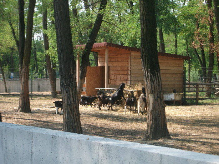 oile de Camerun - Mini concediu 3