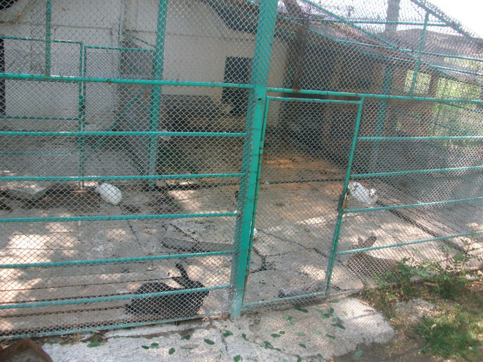 iepurele de vizuină