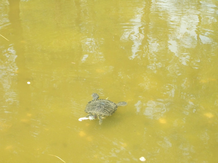 broasca ţestoasă de Florida
