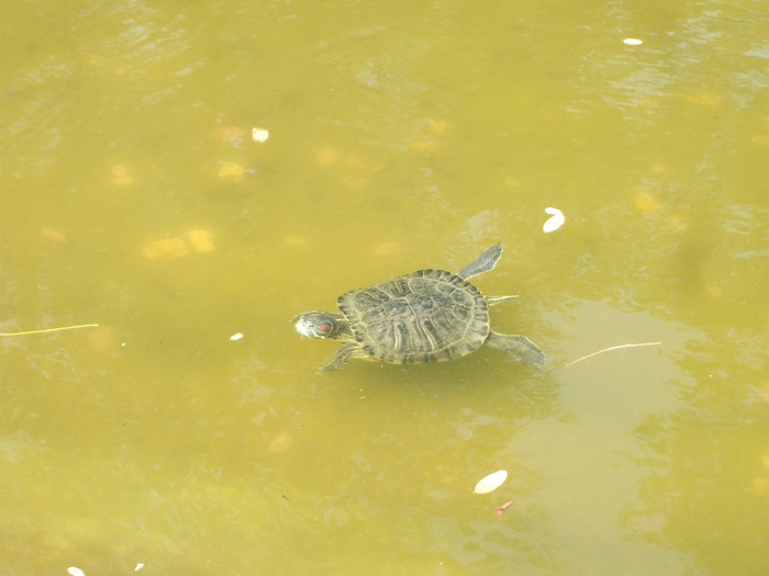 broasca ţestoasă de Florida