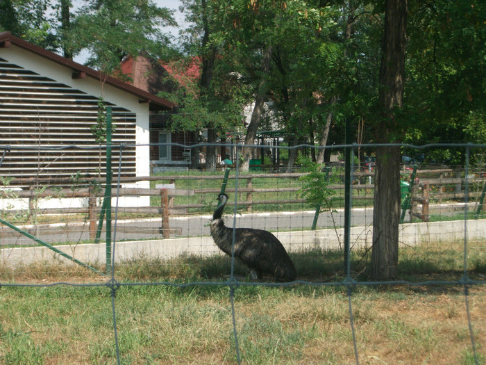 emu