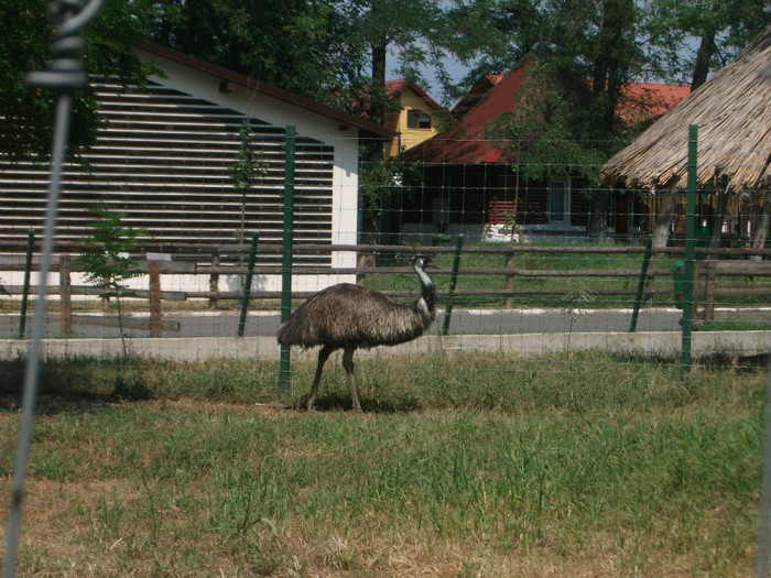 emu - Mini concediu 3
