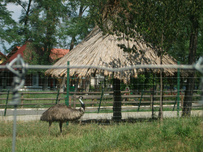emu