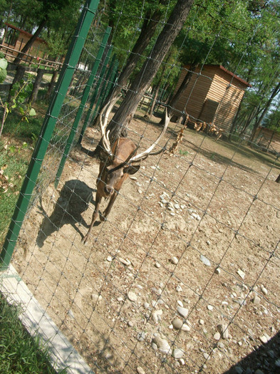 cerbul
