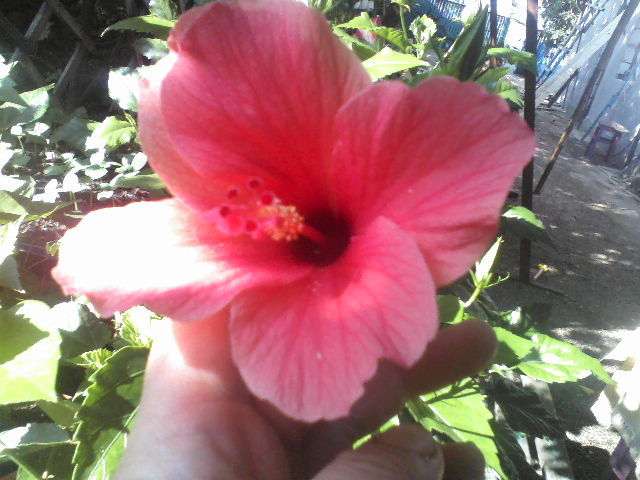 P10-08-12_17.13 - hibiscus