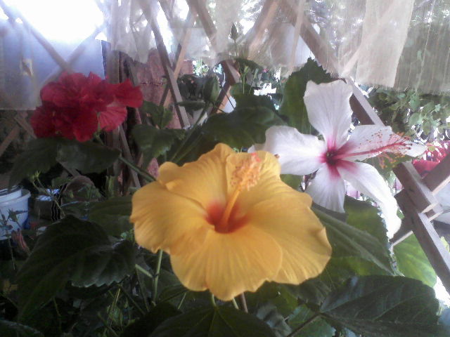 P17-08-12_11.33 - hibiscus