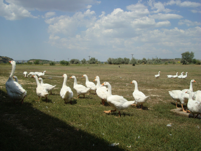 cernavodaB-Ciulie2012 103