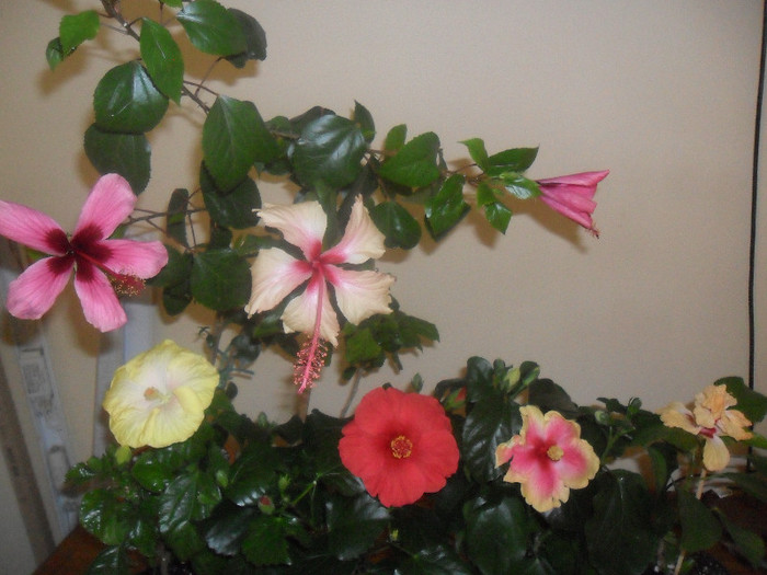 Hibiscus grup