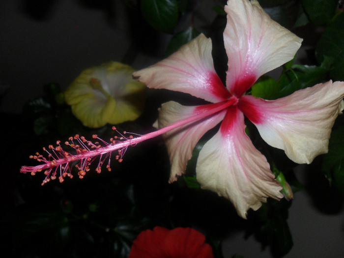 Hibiscus Rowena's Wielding