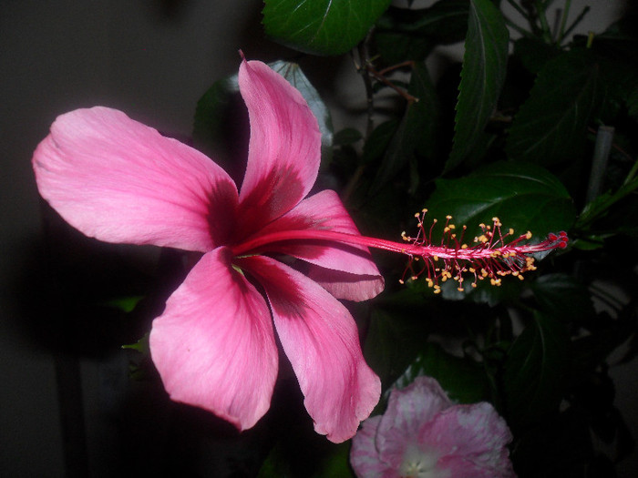 Hibiscus Fidjian Island