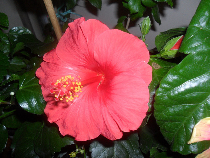 Hibiscus Helene