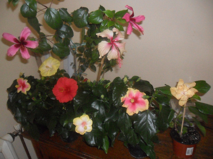 Hibiscus grup