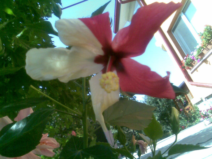 17.08.2012 054 - hibiscusi
