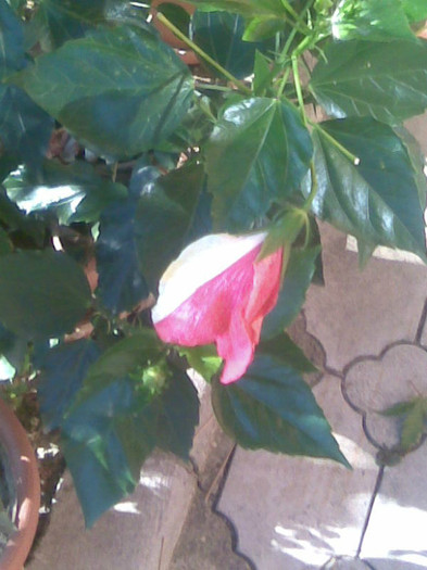 17.08.2012 051 - hibiscusi