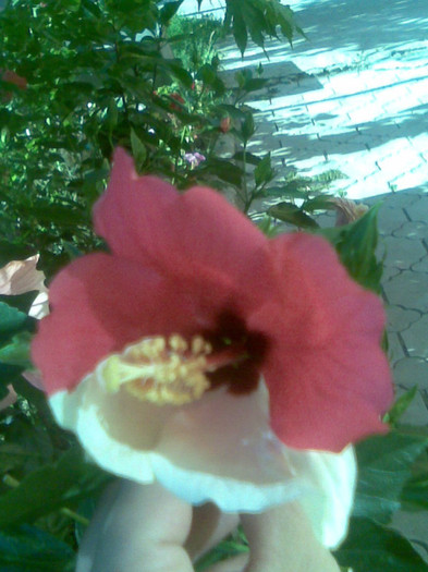 17.08.2012 052 - hibiscusi