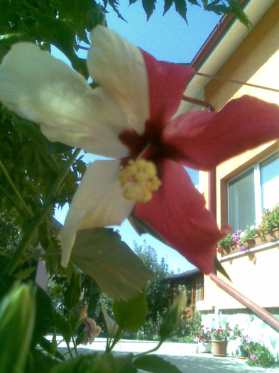 17.08.2012 053 - hibiscusi