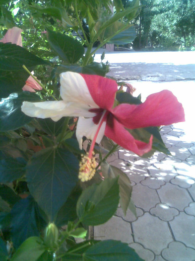 17.08.2012 055 - hibiscusi