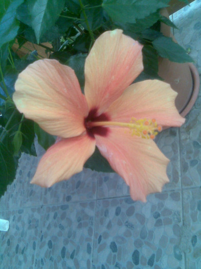 17.08.2012 063 - hibiscusi