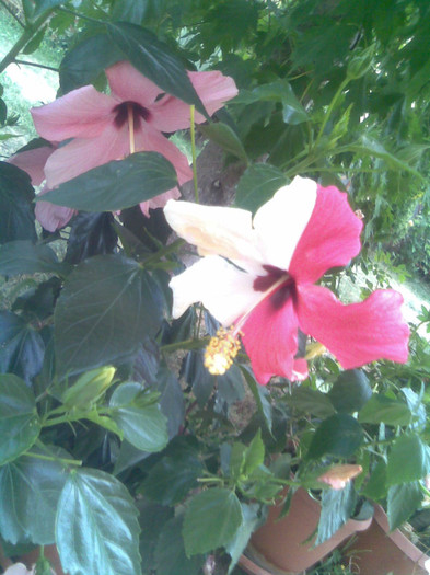 17.08.2012 058 - hibiscusi