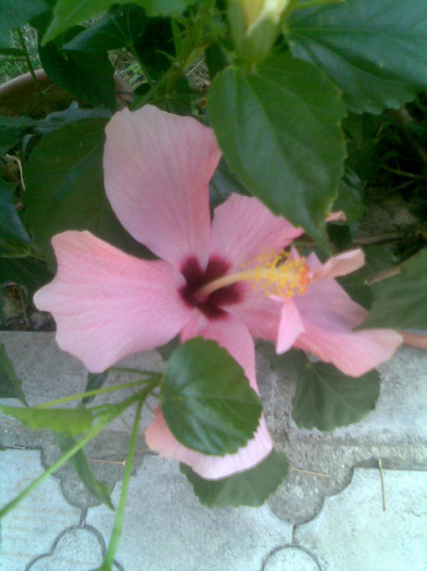 17.08.2012 059 - hibiscusi