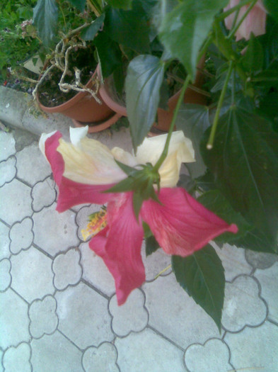 17.08.2012 060 - hibiscusi