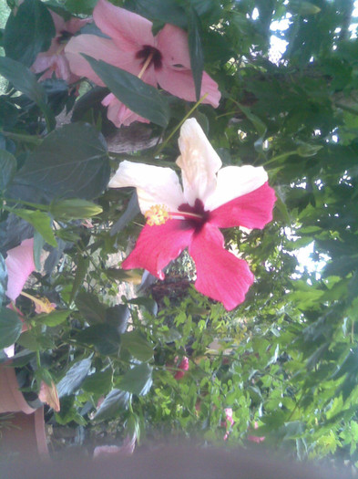 17.08.2012 061 - hibiscusi