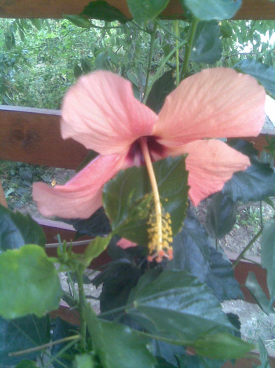 17.08.2012 062 - hibiscusi