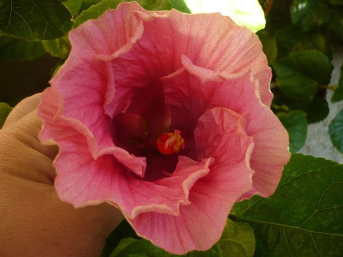 P1170318