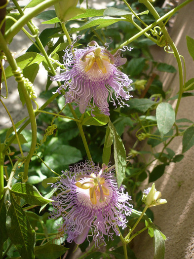 P1170368 - zzz-PASSIFLORA 2012-iesite din colectie